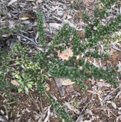 Bursaria spinosa at Yarrow, NSW - 14 Jun 2021 01:15 PM