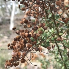 Bursaria spinosa at Yarrow, NSW - 14 Jun 2021 01:15 PM