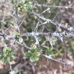 Bursaria spinosa at Yarrow, NSW - 14 Jun 2021 01:15 PM