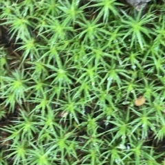 Polytrichaceae sp. (family) (A moss) at Googong Foreshore - 14 Jun 2021 by Tapirlord