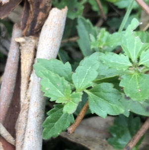 Veronica plebeia at Burra, NSW - 14 Jun 2021