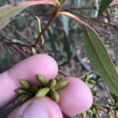 Eucalyptus bridgesiana (Apple Box) at Googong Foreshore - 14 Jun 2021 by Tapirlord