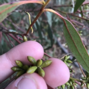 Eucalyptus bridgesiana at Burra, NSW - 14 Jun 2021 01:56 PM