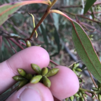 Eucalyptus bridgesiana (Apple Box) at Googong Reservoir - 14 Jun 2021 by Tapirlord