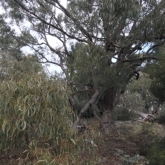 Eucalyptus bridgesiana at Burra, NSW - 14 Jun 2021 01:56 PM