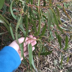 Eucalyptus bridgesiana at Burra, NSW - 14 Jun 2021 01:56 PM