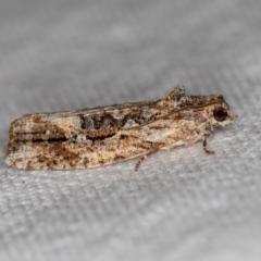 Thrincophora lignigerana (A Tortricid moth) at Melba, ACT - 2 Dec 2018 by Bron