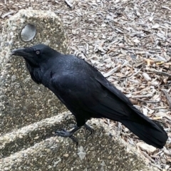 Corvus coronoides (Australian Raven) at Phillip, ACT - 29 Jun 2021 by ruthkerruish