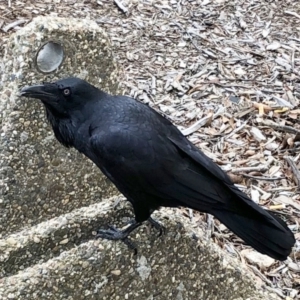 Corvus coronoides at Phillip, ACT - 29 Jun 2021 09:44 AM