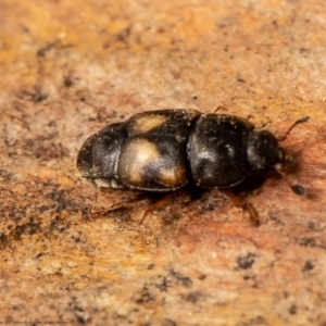 Carpophilus hemipterus at Macgregor, ACT - 30 Jun 2021