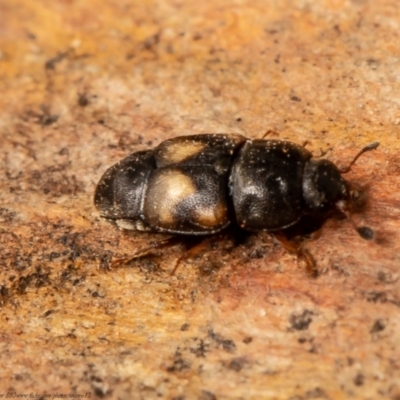 Carpophilus hemipterus (Dried-fruit beetle) at Macgregor, ACT - 30 Jun 2021 by Roger