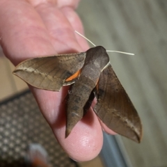 Hippotion scrofa (Coprosma Hawk Moth) at Tathra, NSW - 24 Jan 2021 by jksmits