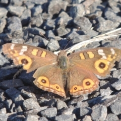 Junonia villida (Meadow Argus) at Isabella Plains, ACT - 4 Apr 2021 by michaelb