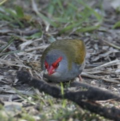Neochmia temporalis (Red-browed Finch) at Splitters Creek, NSW - 29 Jun 2021 by PaulF