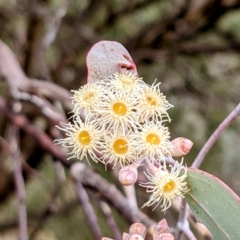 Eucalyptus polyanthemos (Red Box) at Tuggeranong DC, ACT - 1 Jul 2021 by HelenCross