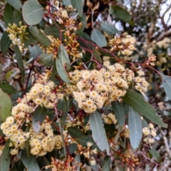 Eucalyptus polyanthemos at Tuggeranong DC, ACT - 1 Jul 2021