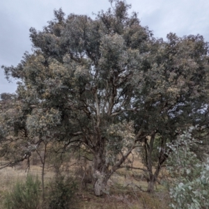 Eucalyptus polyanthemos at Tuggeranong DC, ACT - 1 Jul 2021 10:18 AM