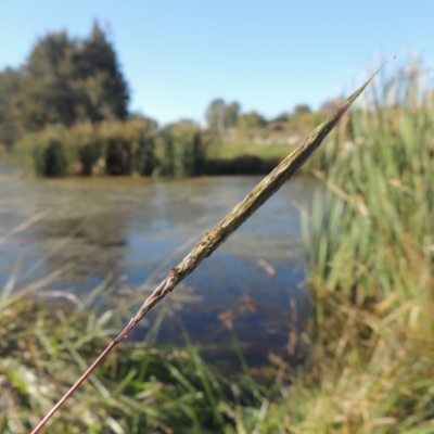 Bothriochloa macra (Red Grass, Red-leg Grass) at Isabella Plains, ACT - 4 Apr 2021 by michaelb