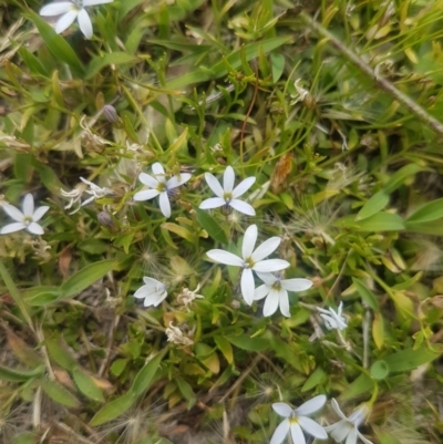 Lobelia sp. Mittagong (Lobelia sp. Mittagong) at suppressed - 19 Jan 2021 by MelitaMilner