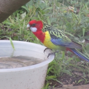 Platycercus eximius at Flynn, ACT - 29 Jun 2021