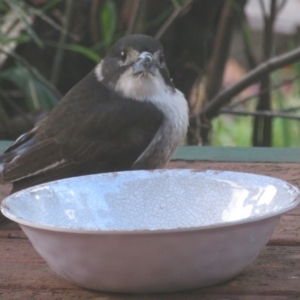 Cracticus torquatus at Flynn, ACT - 30 Jun 2021