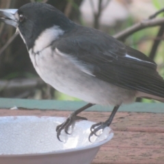 Cracticus torquatus at Flynn, ACT - 30 Jun 2021