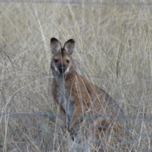 Notamacropus rufogriseus at Jacka, ACT - 30 Jun 2021