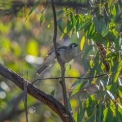 Colluricincla harmonica (Grey Shrikethrush) at Palerang, NSW - 26 Jun 2021 by trevsci