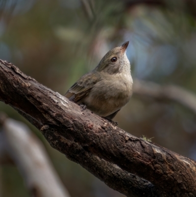 Pachycephala pectoralis (Golden Whistler) at Forbes Creek, NSW - 26 Jun 2021 by trevsci