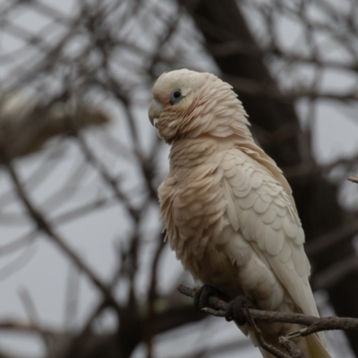 Cacatua sanguinea (Little Corella) at Symonston, ACT - 1 Jul 2021 by rawshorty