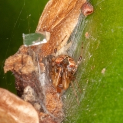 Cryptachaea veruculata at Symonston, ACT - 1 Jul 2021 12:26 PM