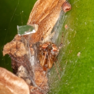 Cryptachaea veruculata at Symonston, ACT - 1 Jul 2021