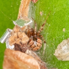 Cryptachaea veruculata at Symonston, ACT - 1 Jul 2021 12:26 PM