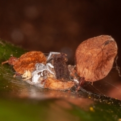 Cryptachaea veruculata at Symonston, ACT - 1 Jul 2021