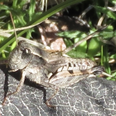 Phaulacridium vittatum (Wingless Grasshopper) at Conder, ACT - 29 Jun 2021 by RobParnell