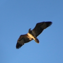 Icthyophaga leucogaster (White-bellied Sea-Eagle) at Guerilla Bay, NSW - 29 May 2021 by LisaH