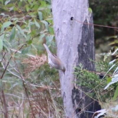 Colluricincla harmonica (Grey Shrikethrush) at Moruya, NSW - 1 Jul 2021 by LisaH