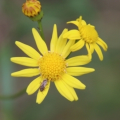 Senecio madagascariensis (Madagascan Fireweed, Fireweed) at Moruya, NSW - 1 Jul 2021 by LisaH