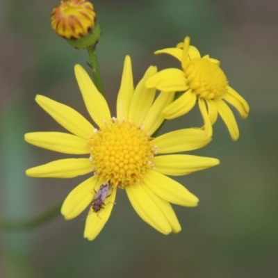 Senecio madagascariensis (Madagascan Fireweed, Fireweed) at Moruya, NSW - 1 Jul 2021 by LisaH