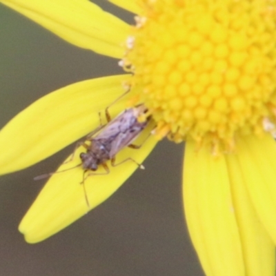 Nysius vinitor (Rutherglen bug) at Moruya, NSW - 1 Jul 2021 by LisaH