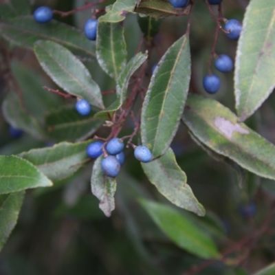 Elaeocarpus reticulatus (Blueberry Ash, Fairy Petticoats) at Broulee, NSW - 1 Jul 2021 by LisaH