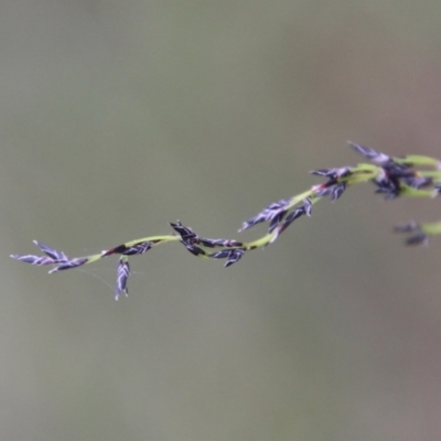 Lepidosperma laterale at  - suppressed by LisaH