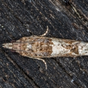 Crocidosema plebejana at Melba, ACT - 1 Dec 2018 12:04 PM