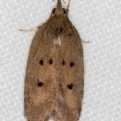 Doleromima hypoxantha (Depressariidae) at Melba, ACT - 1 Dec 2018 by Bron