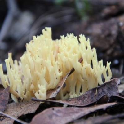 Ramaria sp. (A Coral fungus) at Moruya, NSW - 30 Jun 2021 by LisaH