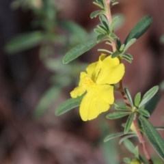 Hibbertia diffusa (Wedge Guinea Flower) at Moruya, NSW - 30 Jun 2021 by LisaH