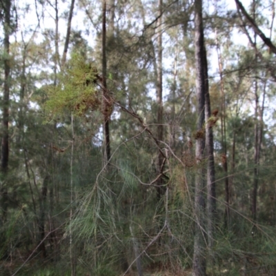 Allocasuarina littoralis at  - suppressed by LisaH