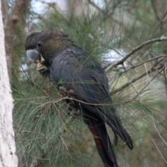 Calyptorhynchus lathami (Glossy Black-Cockatoo) at Moruya, NSW - 1 Jul 2021 by LisaH