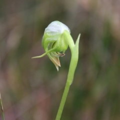 Pterostylis nutans (Nodding Greenhood) at Moruya, NSW - 1 Jul 2021 by LisaH