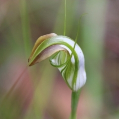 Pterostylis grandiflora (Cobra Greenhood) at Moruya, NSW - 1 Jul 2021 by LisaH